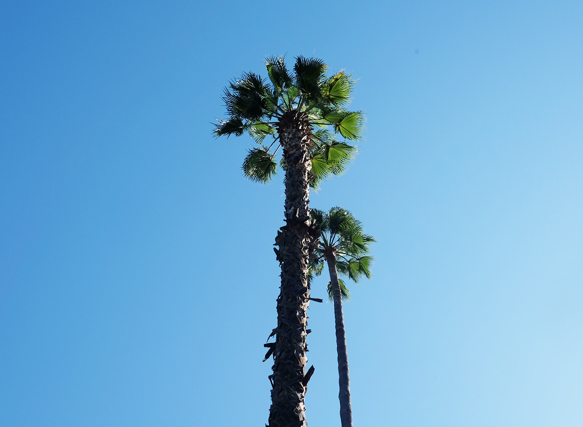 palmiers majorelle